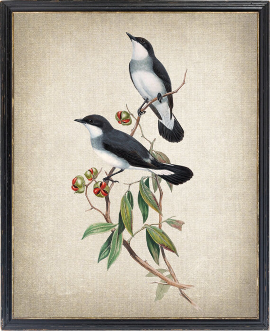 White-Tailed Robin Vintage Illustration Art Print