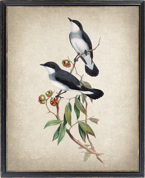 White-Tailed Robin Vintage Illustration Art Print