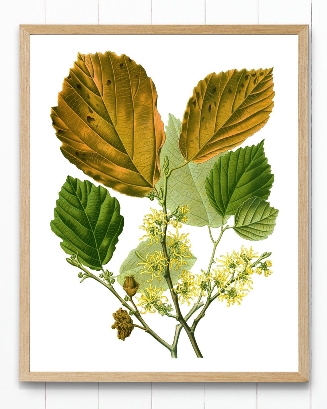 Witch Hazel Yellow Blossoms Autumn Vintage Botanical Art Print - Image 3