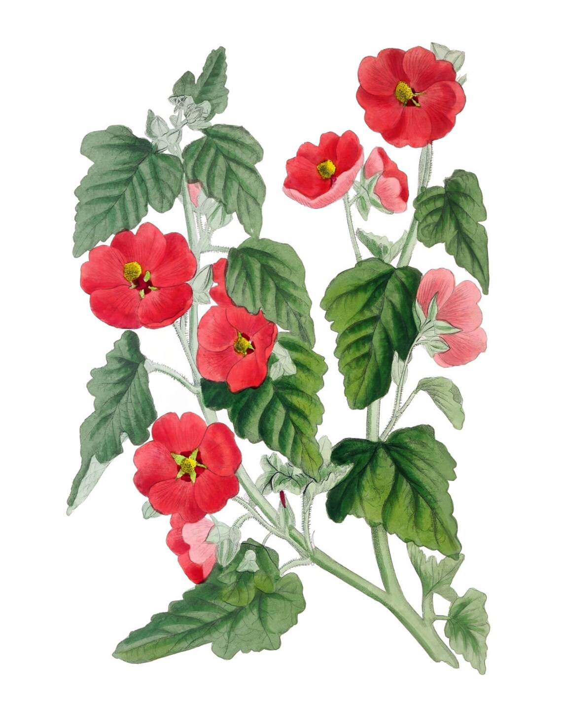 Vintage Red Hollyhock Blossom Botanical Illustration Art Poster - Image 2
