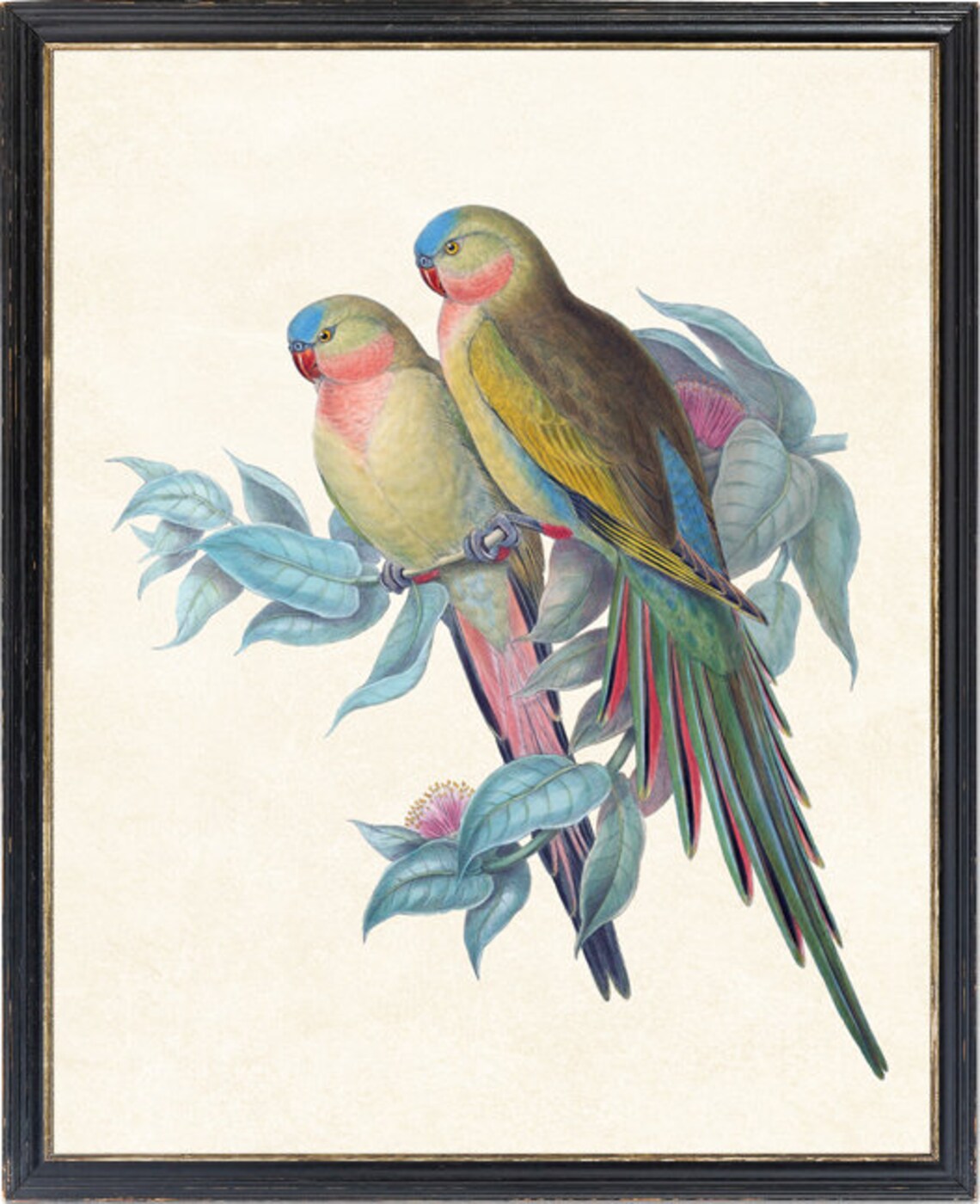 Princess Parrots Vintage Parrot Illustration Art Print - Image 2