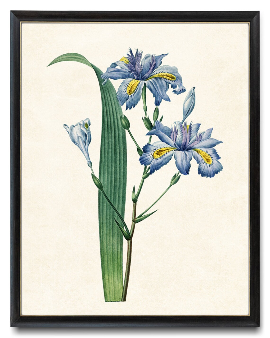 Blue Iris Japonica Vintage Illustration Art Print
