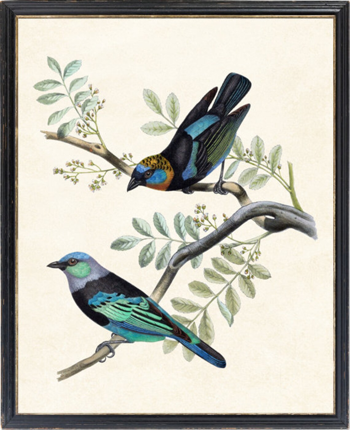 Tanager Birds Vintage Illustration Art Print - Image 2