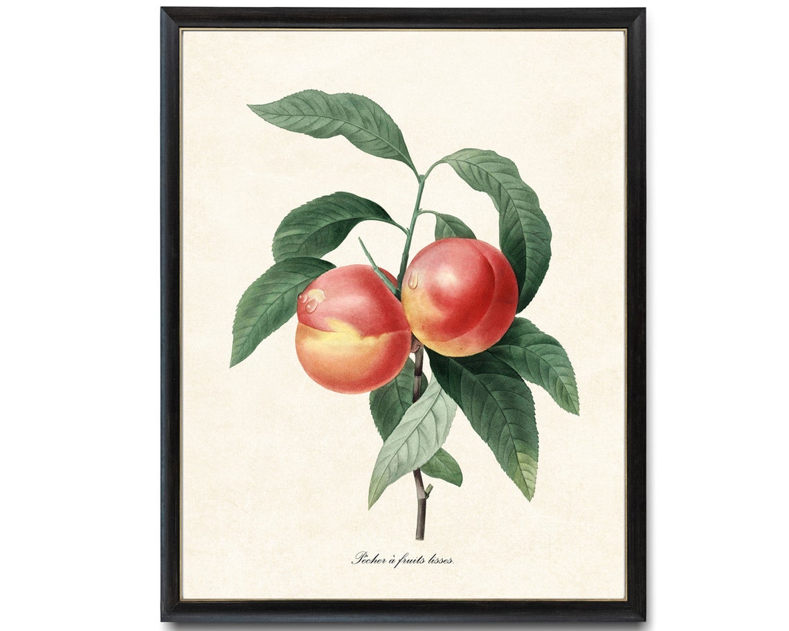 Peach Botanical Pj Redoute Art Pcher Antique Illustration Fruit Print Kitchen Wall - Image 4