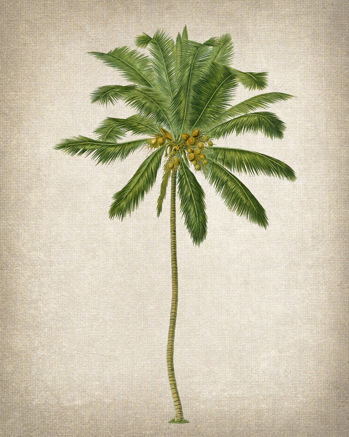 Coconut Palm Tree Vintage Botanical Illustration Tropical Art Poster - Image 2