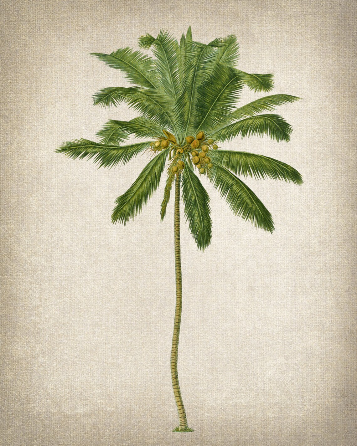 Coconut Palm Tree Vintage Illustration Art Print - Image 2