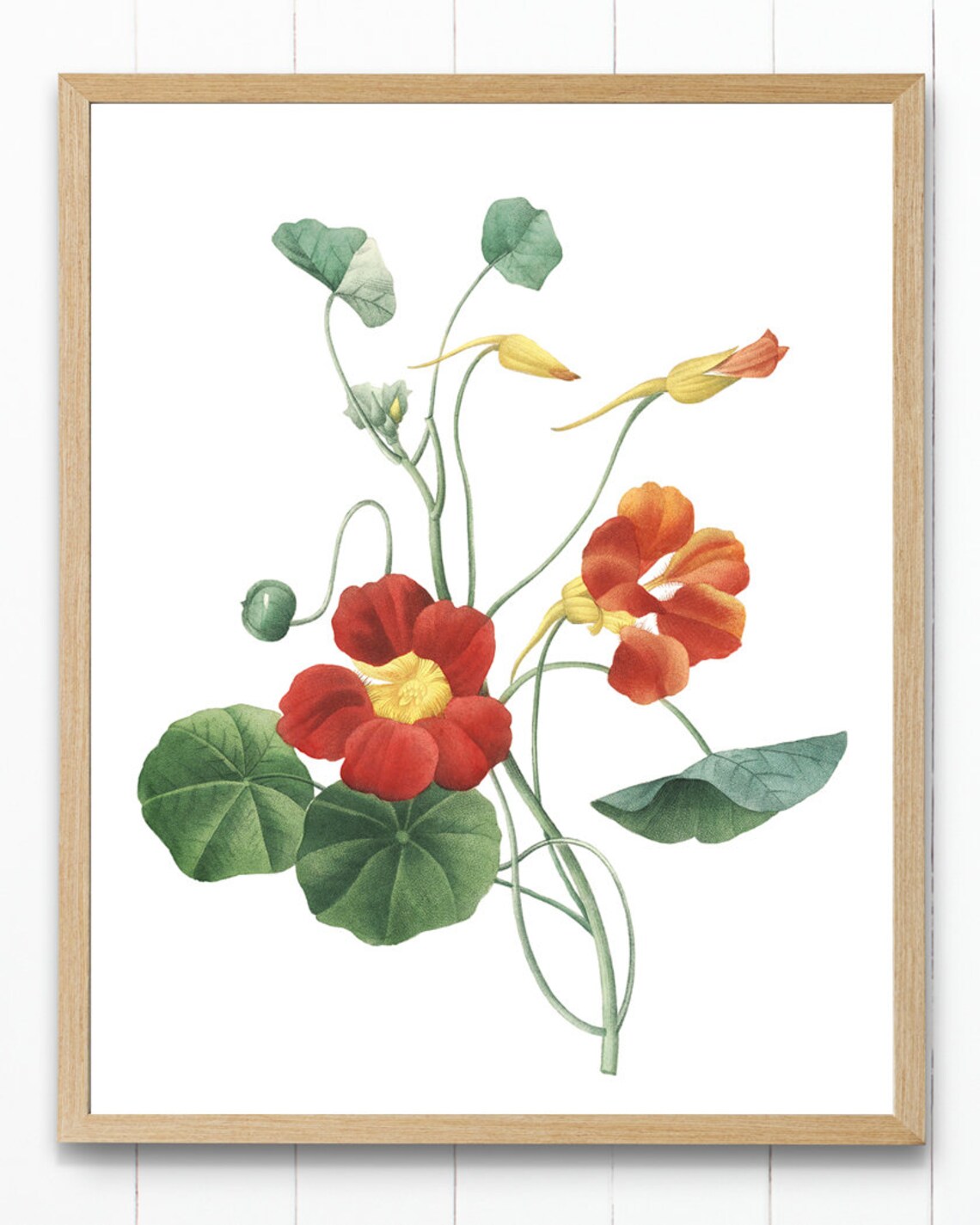 Garden Nasturtium Vintage Botanical Art Print - Image 2