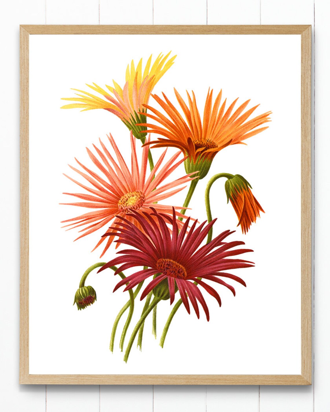Gerbera Hybrids Vintage Botanical Print - Image 2