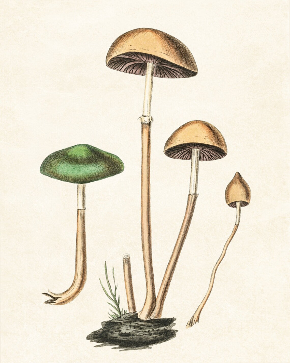 Mushrooms Vintage Botanical Illustration Art Print - Image 2