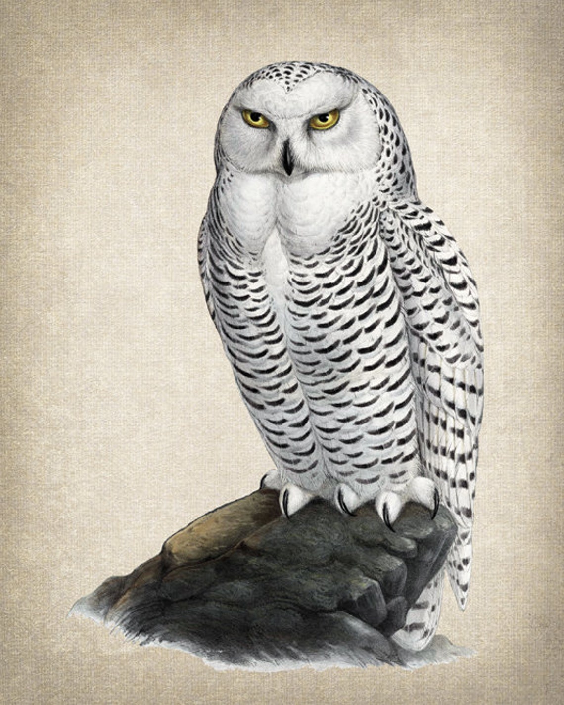 Snowy Owl Vintage Natural History Bird Illustration Art Print - Image 2