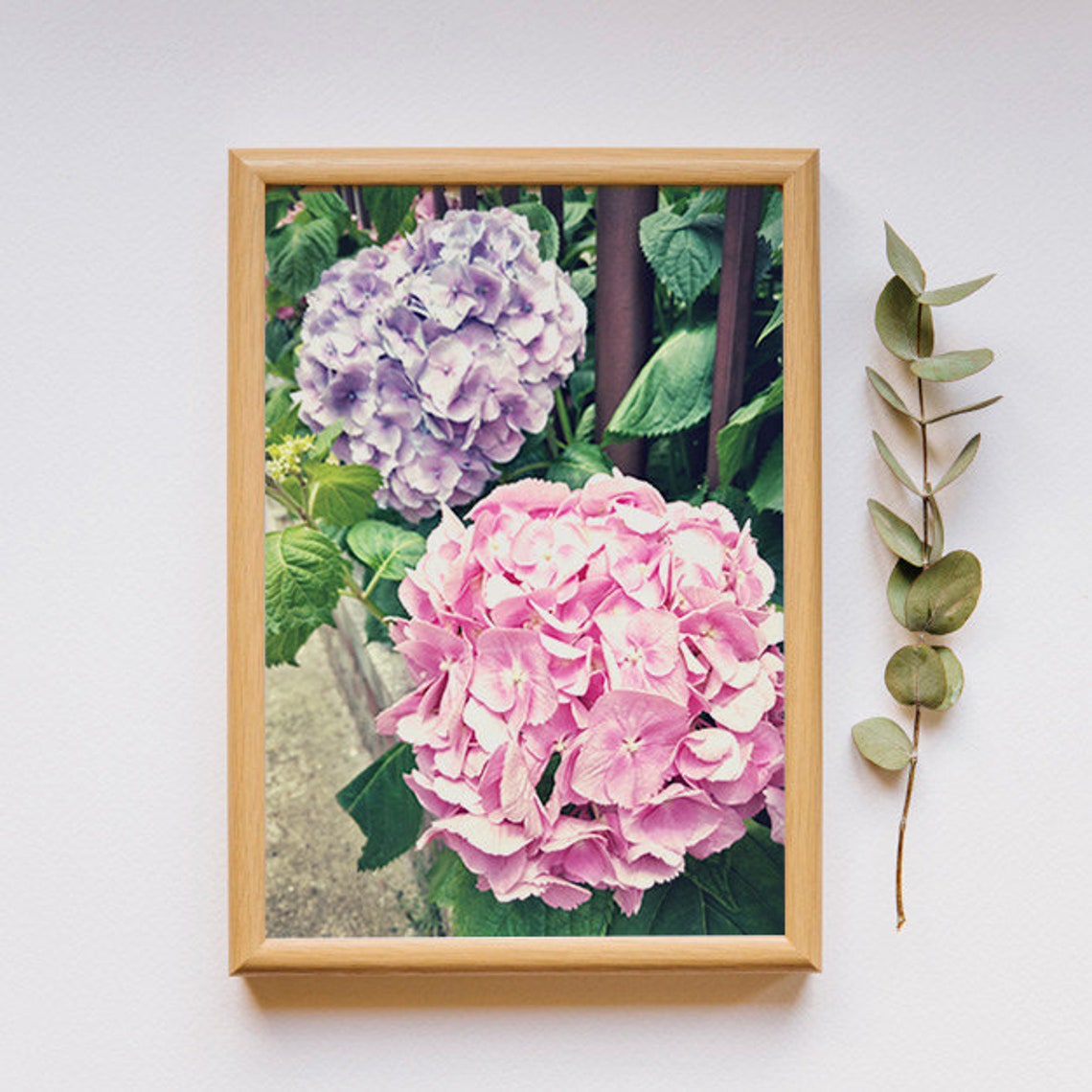 Pink Purple Hydrangea Blooms Botanical Floral Photography Print