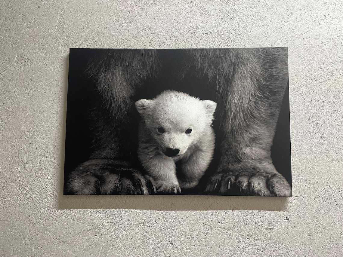 Baby Polar Bear Cub Under Mother Black And White Wildlife Poster