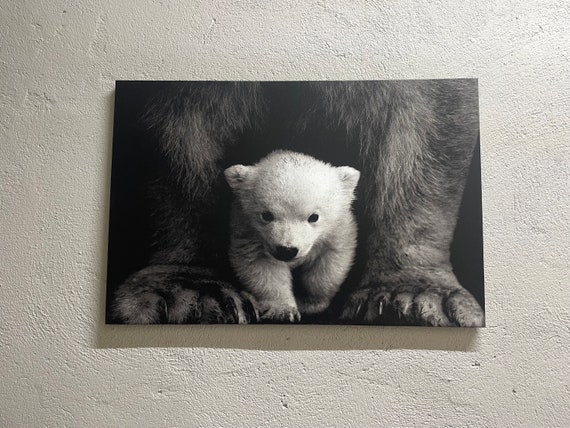 Baby Polar Bear Animal Wild Artwork Art Canvas Photo Trendy Photography