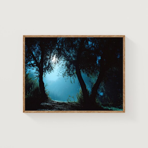 Moonlit Forest Print Moody Cinematic Nature Photography