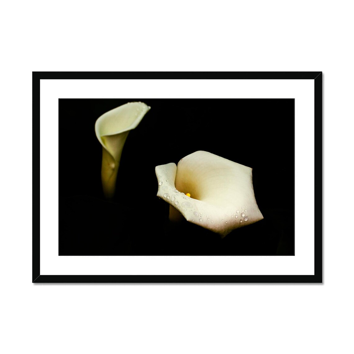 White Calla Lily Dew Drops Black Background Floral Photography Poster