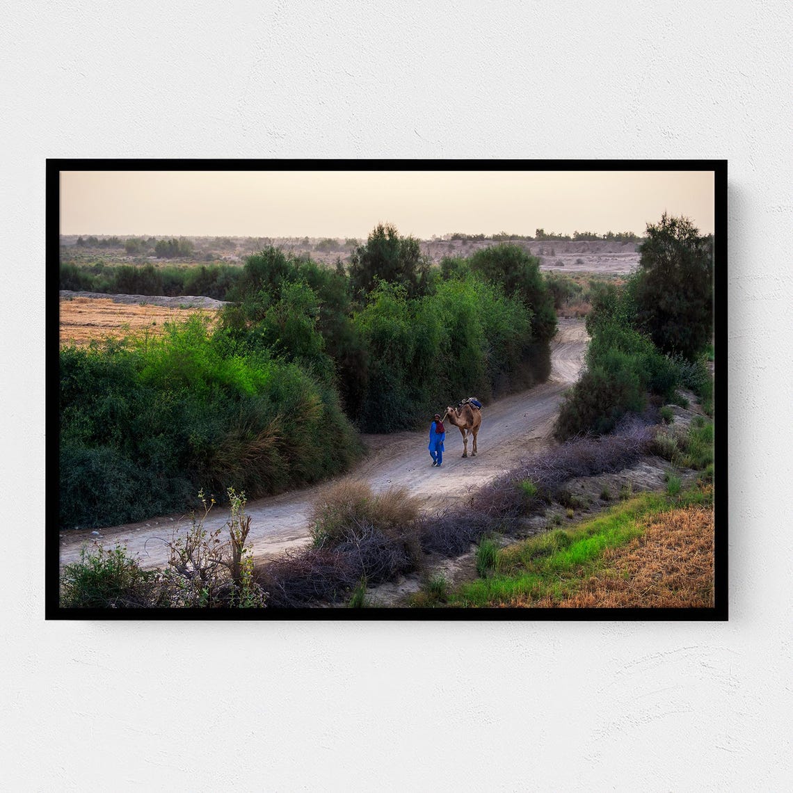 Nomadic Camel Desert Road Walker Green Oasis Photography Poster
