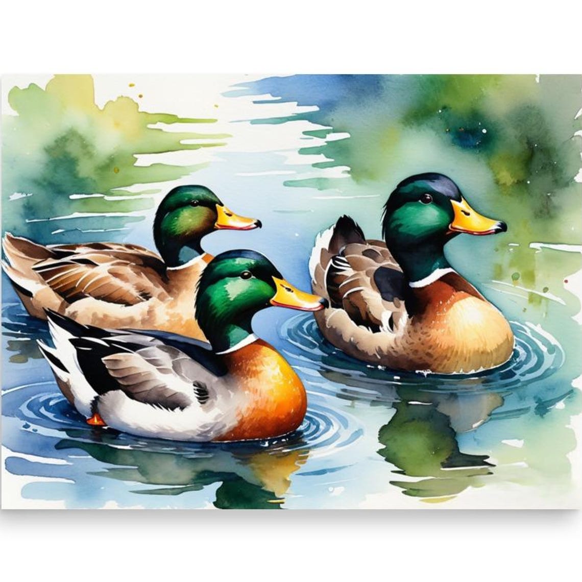 Three Mallard Ducks Swimming Watercolor Wildlife Pond Poster