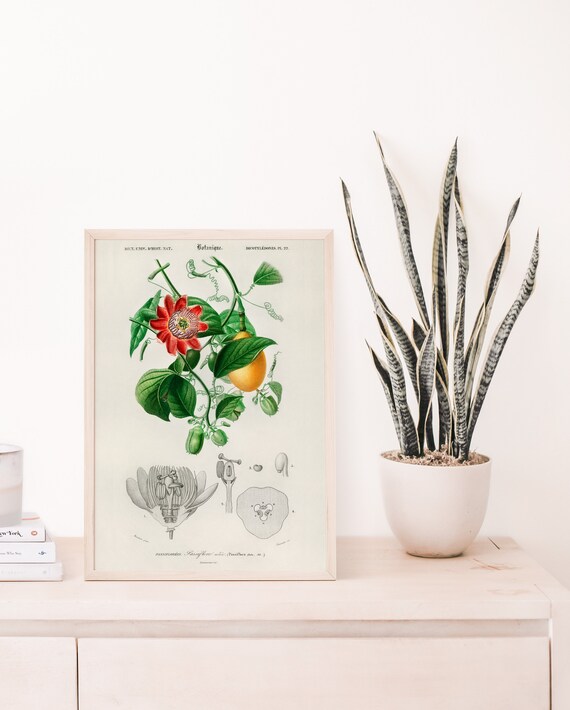 Floral Illustration Tropical Flower Botanical Poster Charles Dessalines D Orbigny Botany Vintage Print