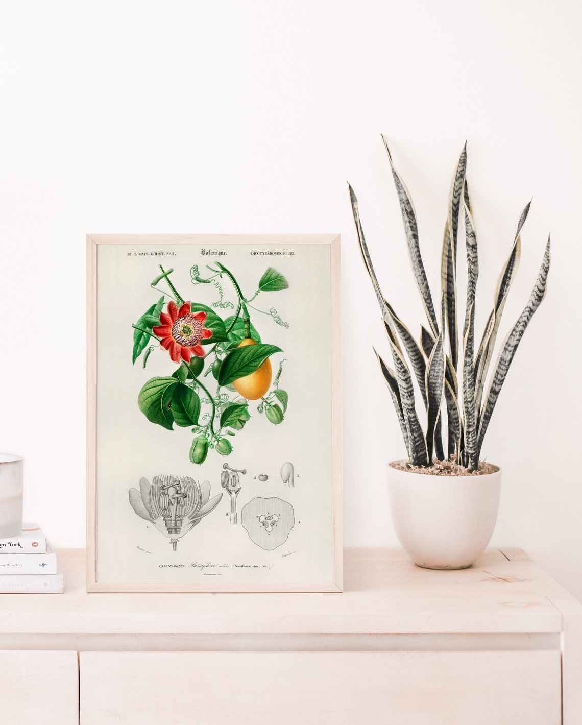 Floral Illustration Tropical Flower Botanical Poster Charles Dessalines D Orbigny Botany Vintage Print