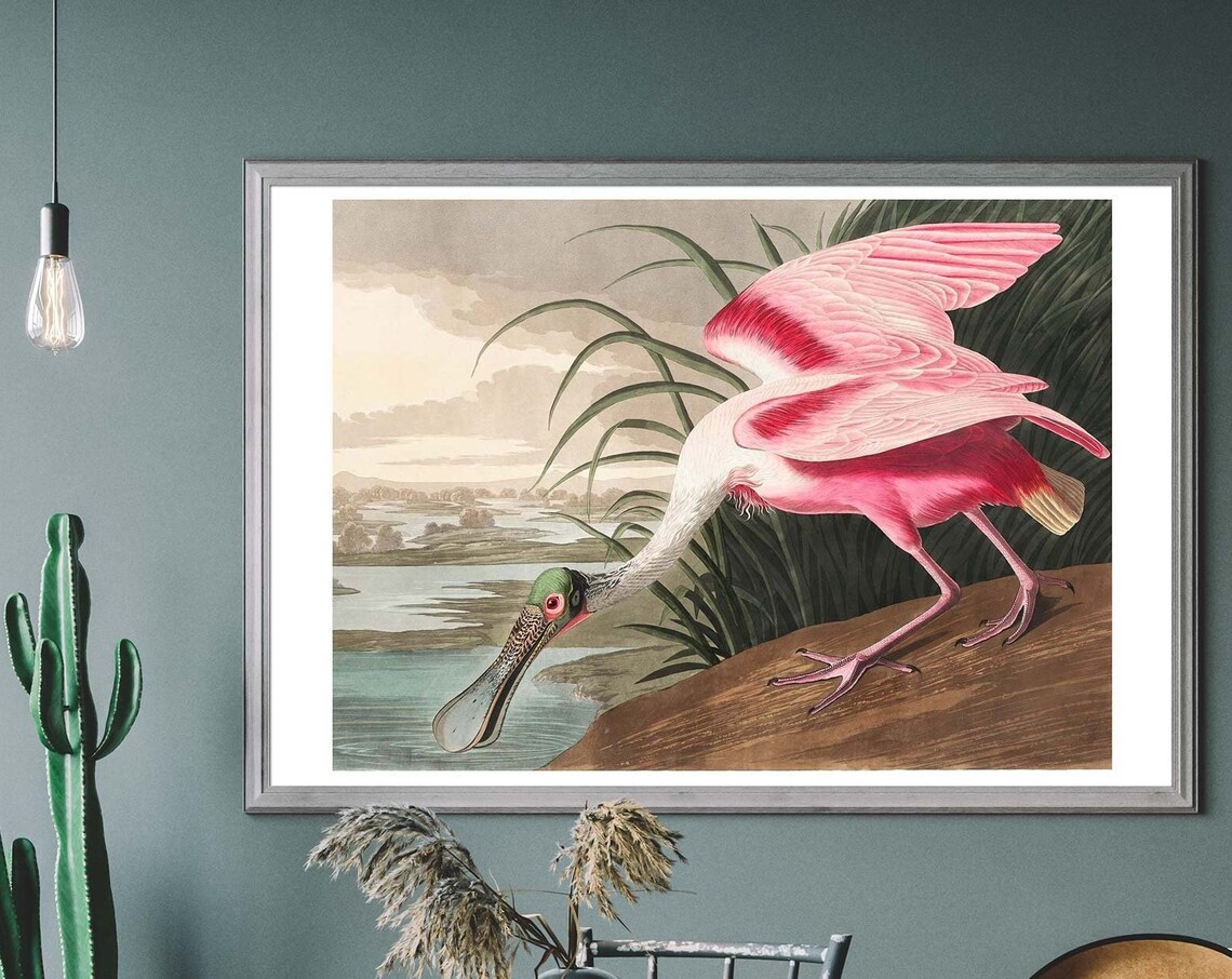 Roseate Spoonbill Vintage Pink Bird Art Print