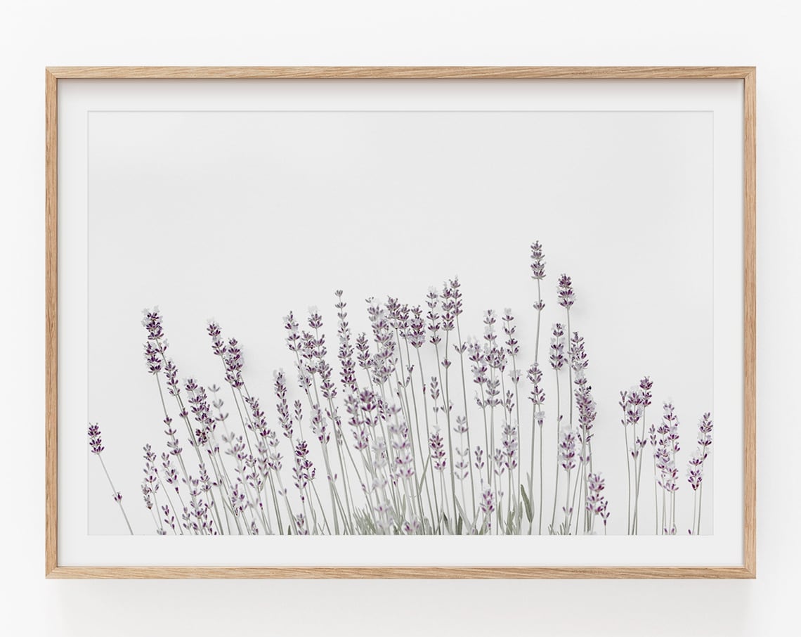 Lavender Print Botanical Flower Art Poster