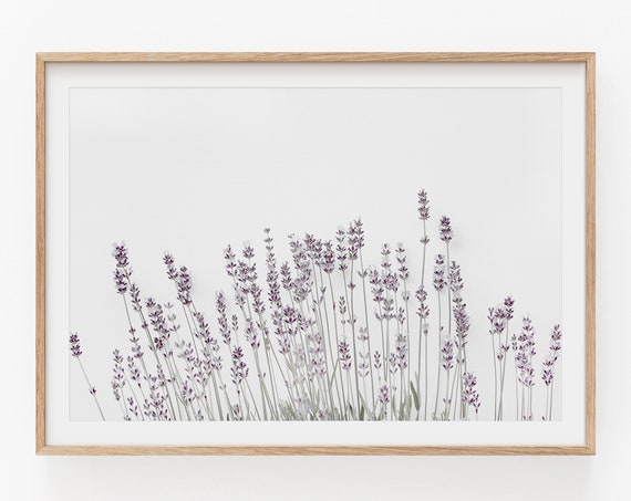 Lavender Print Botanical Flower Art Poster