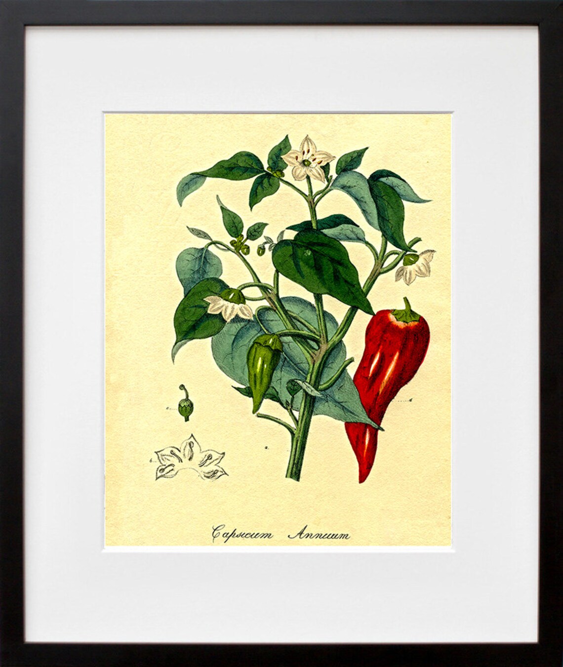 Capsicum Annuum Vintage Botanical Chili Pepper Illustration Poster - Image 2