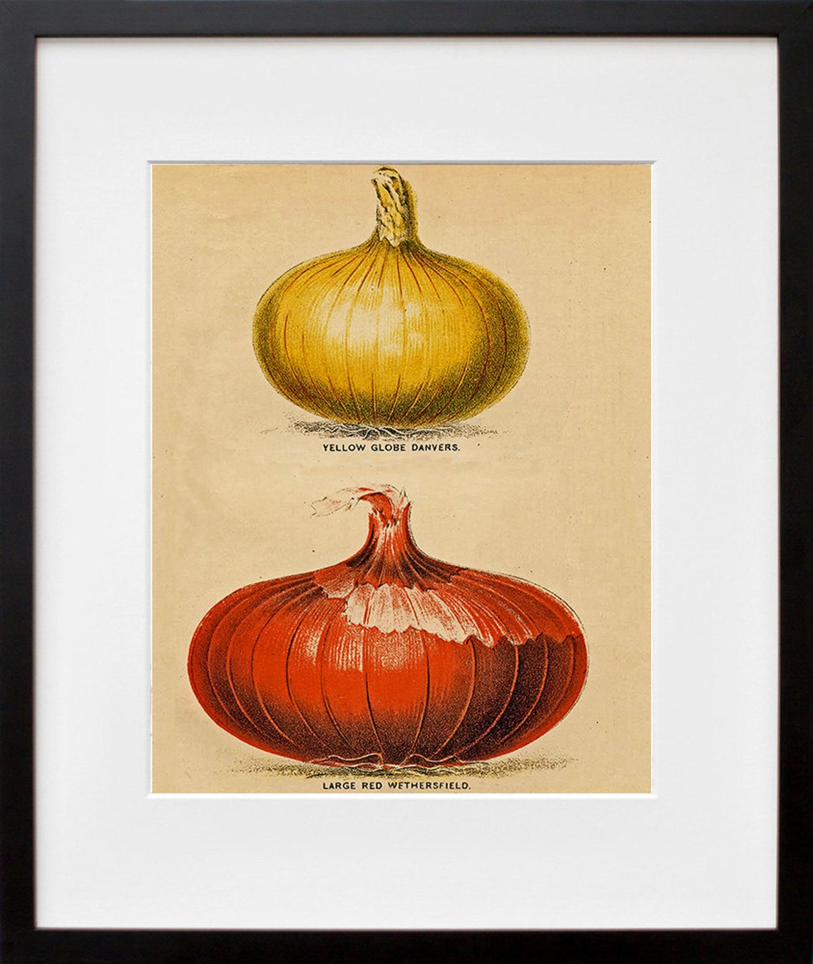 Vintage Onion Botanical Art Yellow Danvers Red Wethersfield Poster - Image 2