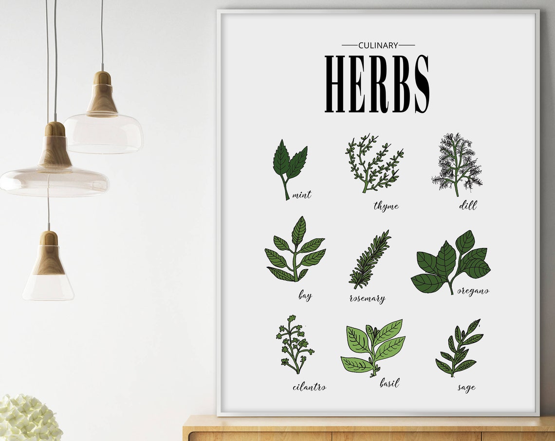 Culinary Herbs Botanical Illustration Chart Kitchen Wall Poster
