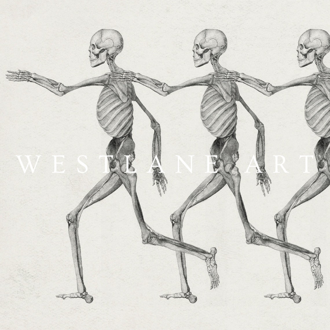 Four Dancing Skeletons Holding Hands Vintage Sketch Halloween Wall Art - Image 2