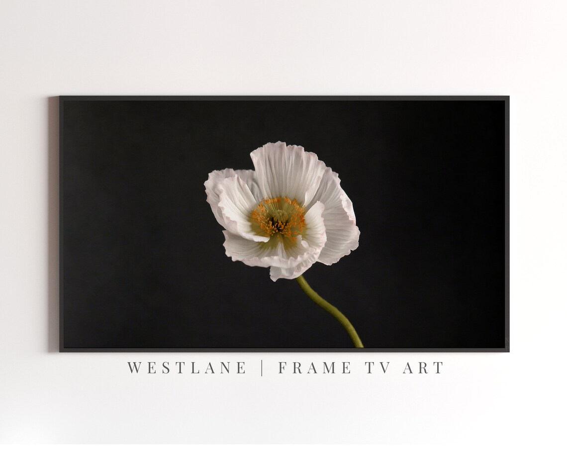 White Flower Close Up On Black Minimalist Botanical Wall Art