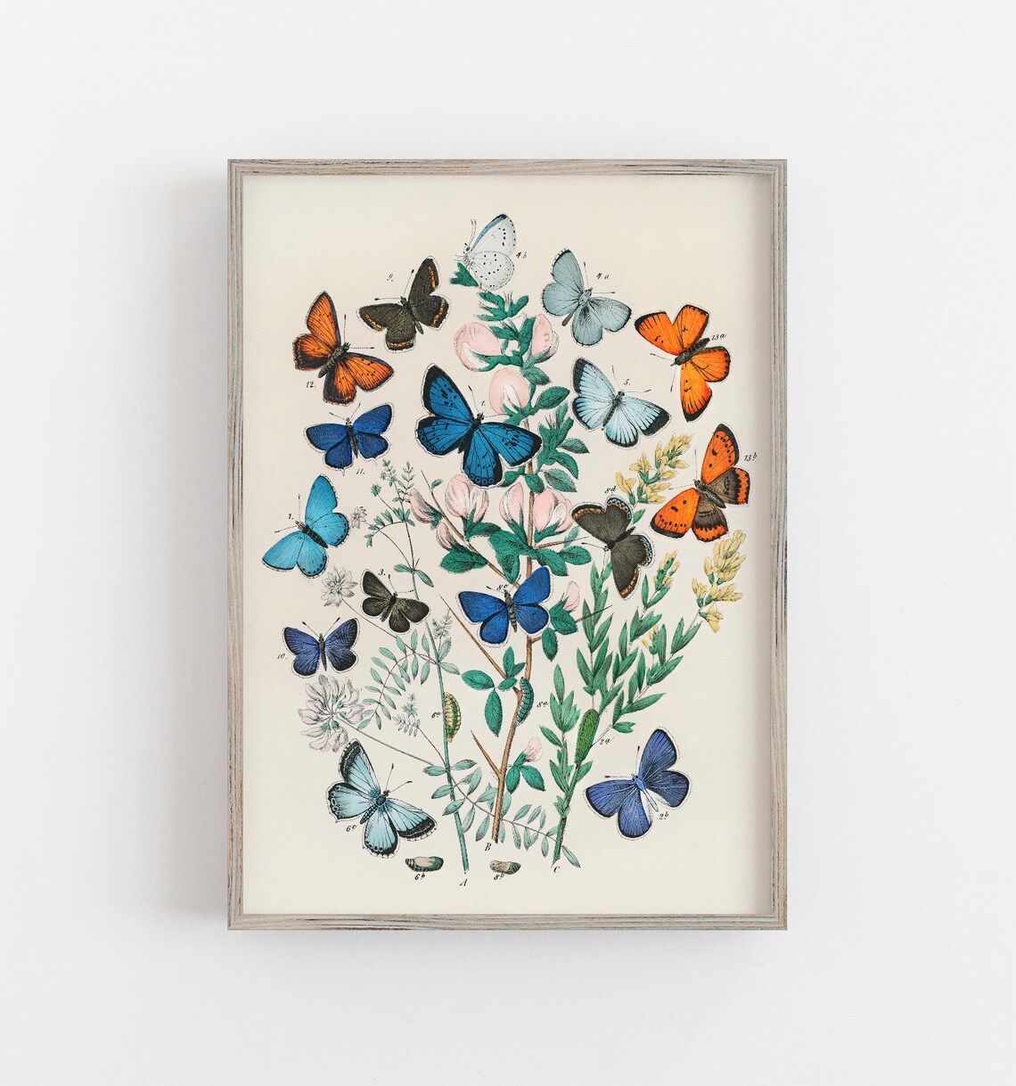 Vintage Butterfly Wall Art Print, Farmhouse Decor
