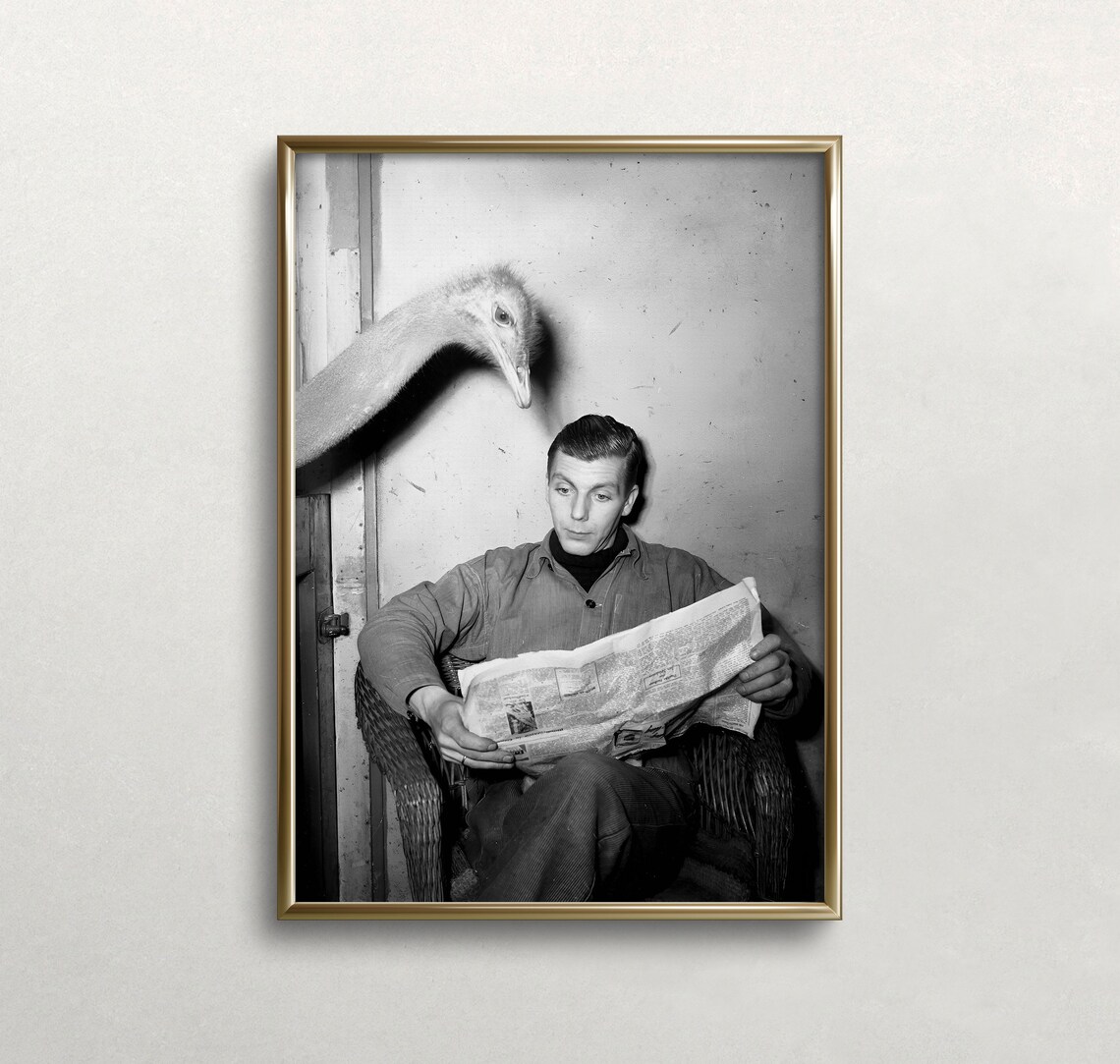 Funny Ostrich Man Reading Newspaper Vintage Black White Photo Poster