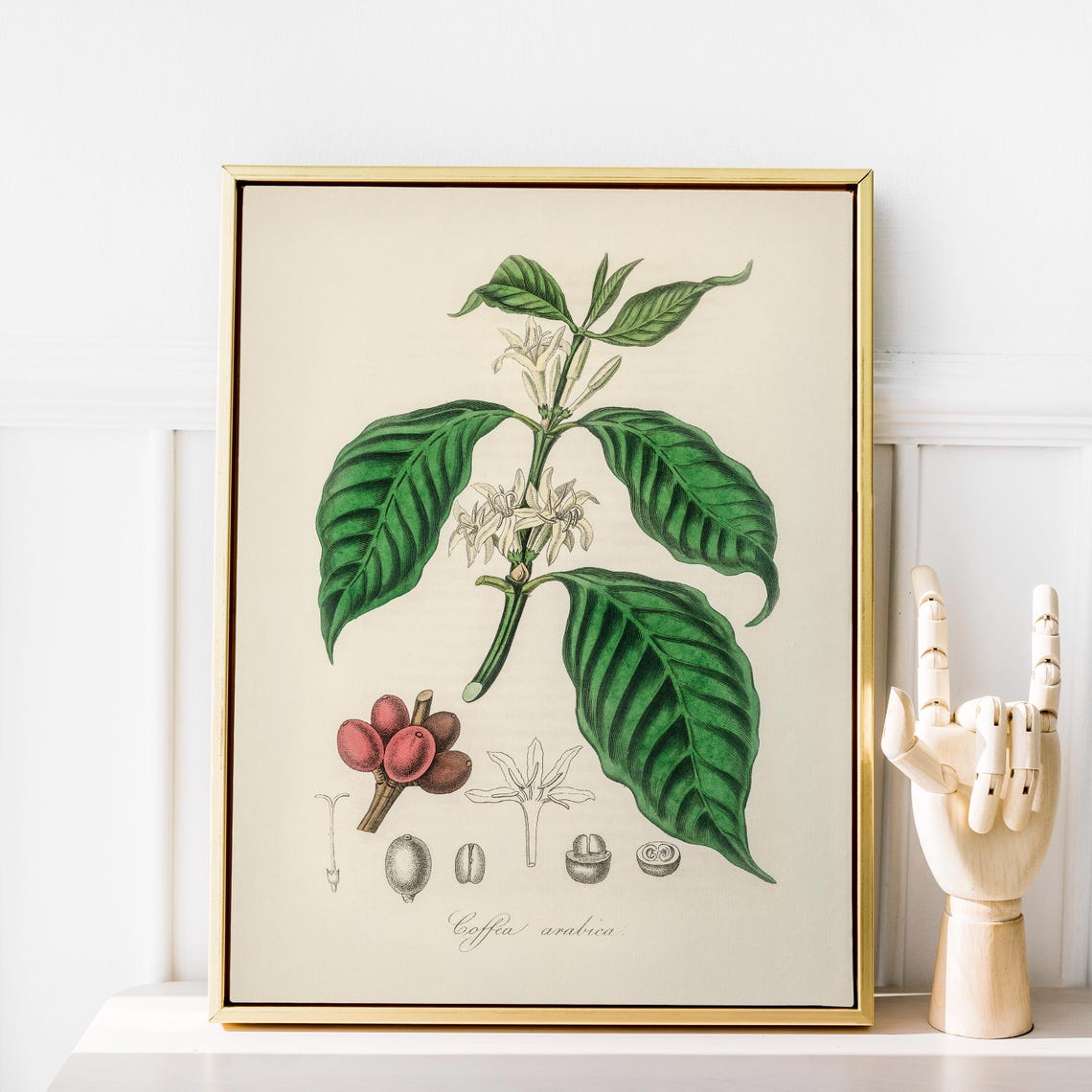 Coffea Arabica Vintage Botanical Coffee Plant Illustration Poster - Image 3