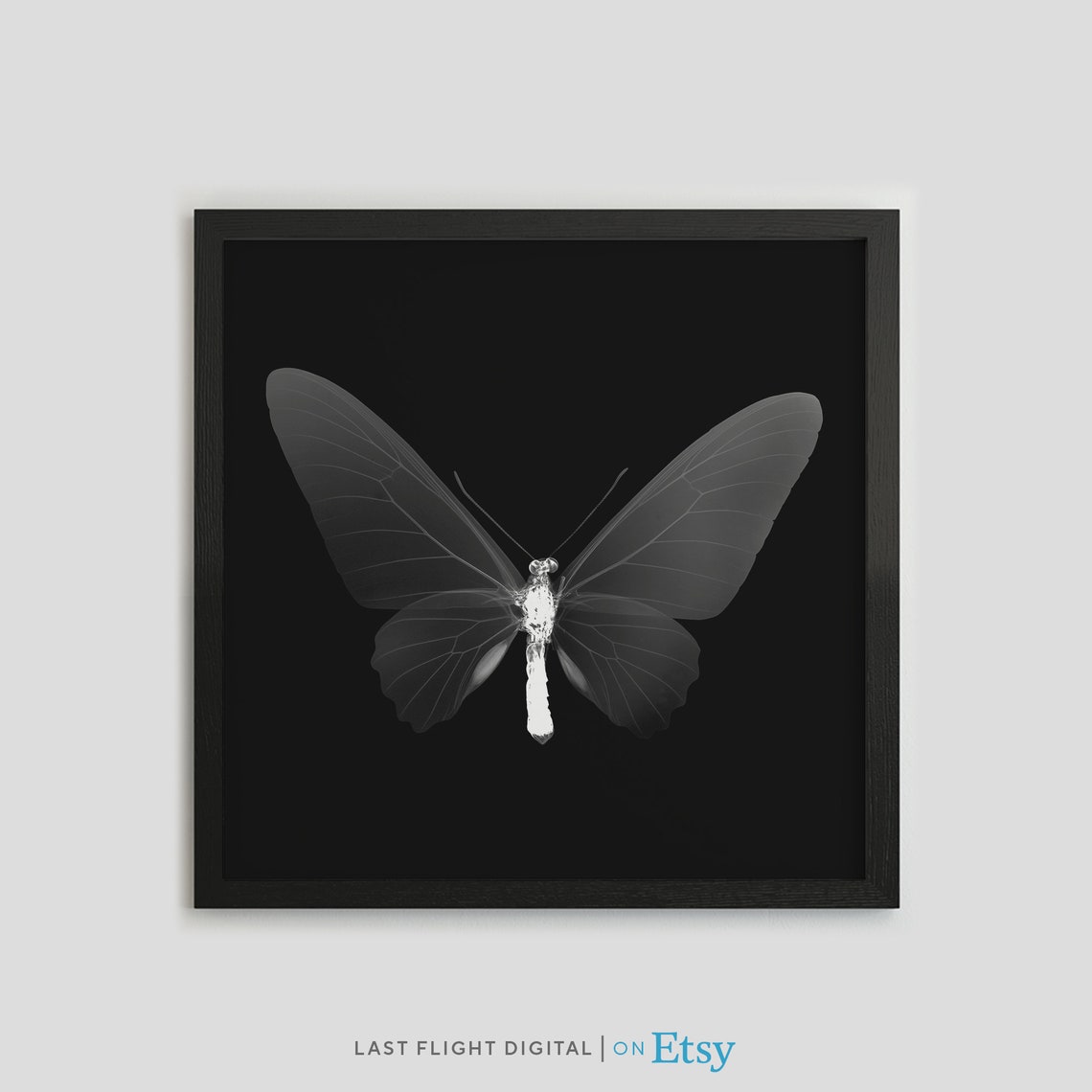 Butterfly X Ray Photography Dramatic Black Background Insect Poster