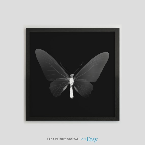 Butterfly X Ray Print Butterfly Poster Butterfly Print Insect Photo Black White Photo Wall Art Insect Xray Gothic Macabre Goth Art