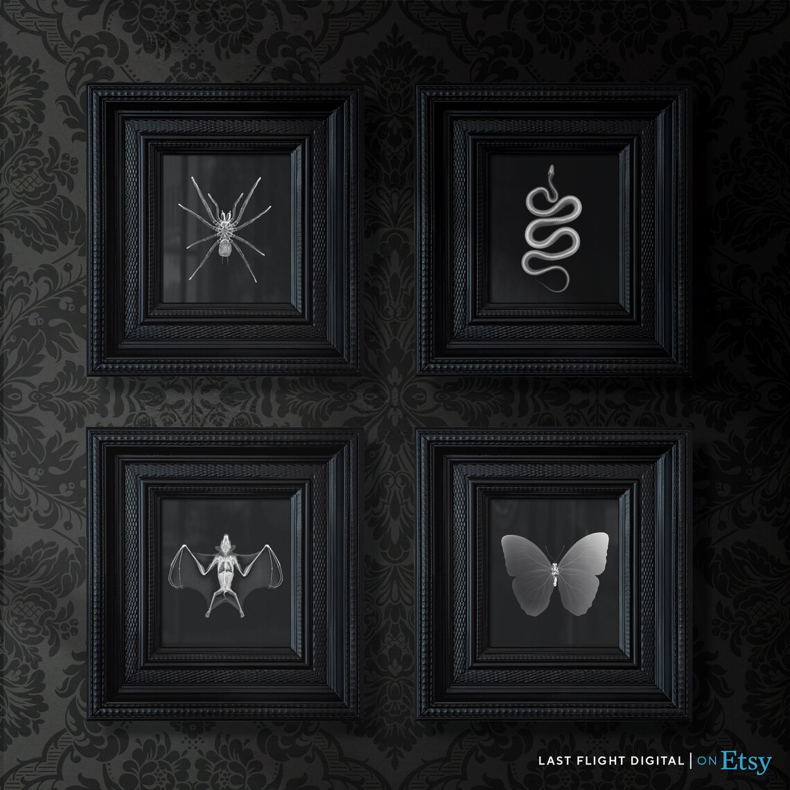 Spider X-Ray Gothic Insect Art Print - Image 3