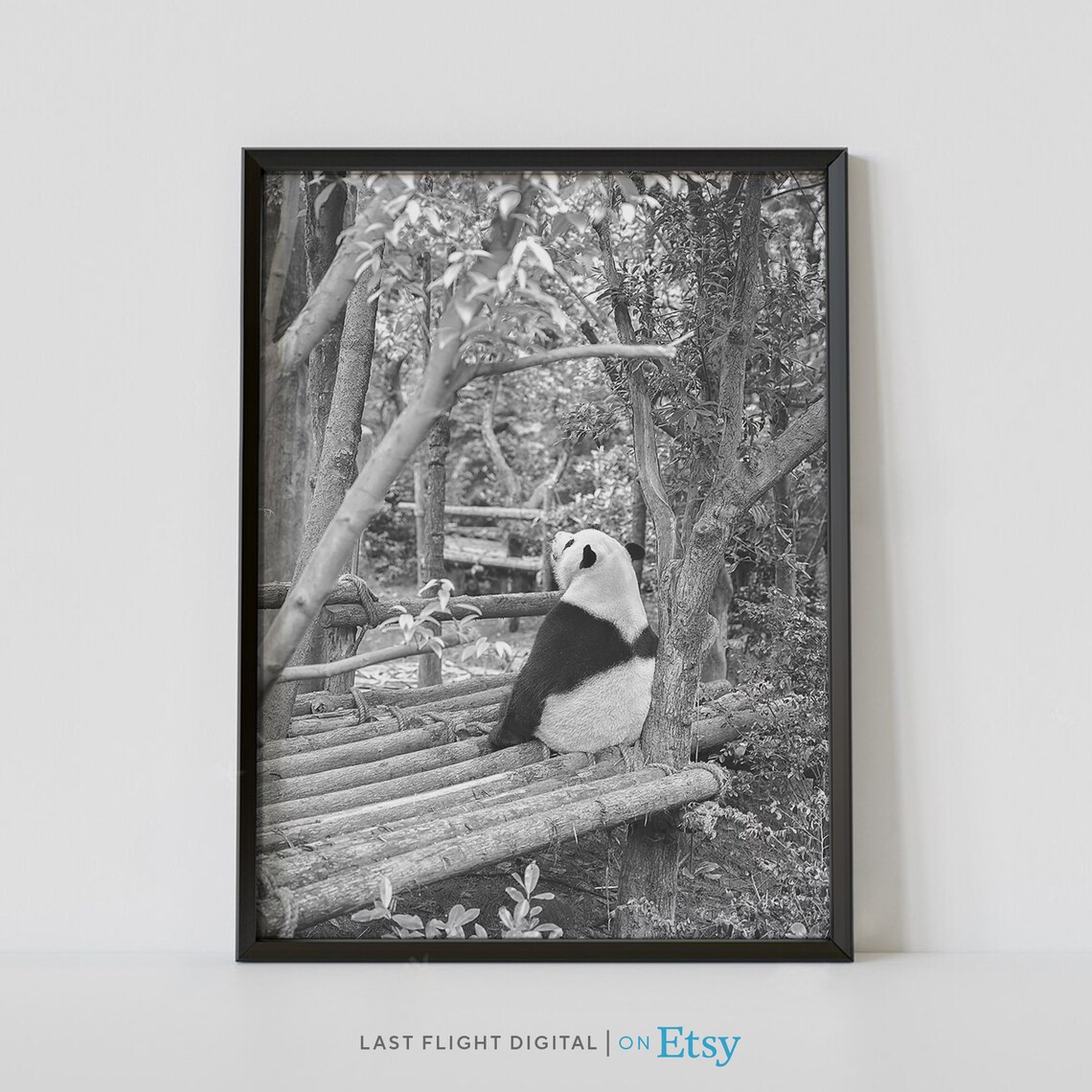 Giant Panda Bamboo Forest Resting Black And White Wildlife Photo Poster