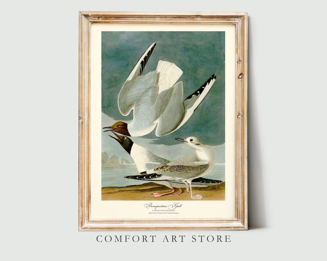 Bonapartian Gull Vintage Poster, John Audubon
