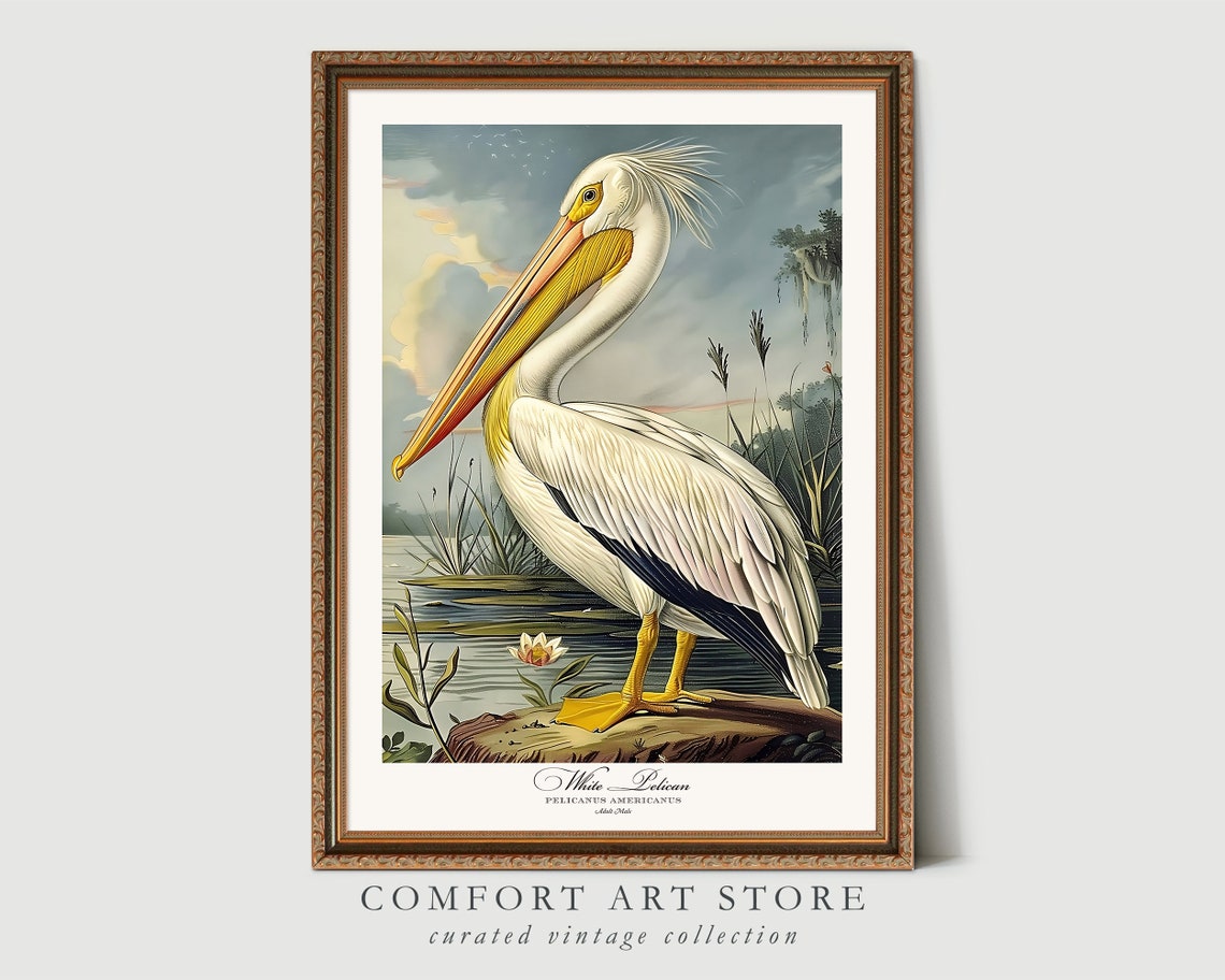 White Pelican Audubon Style Vintage Bird Art Gallery Wall Poster - Image 4