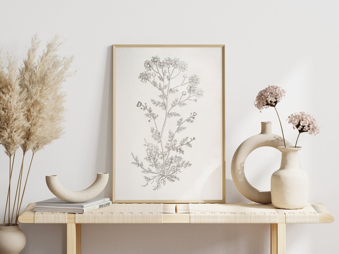 Chamomile Botanical Sketch, Rustic Kitchen Art Print - Image 3