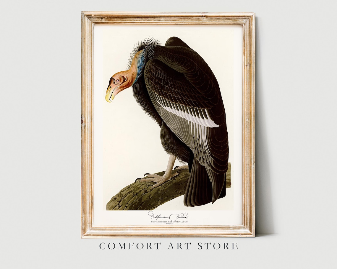 Californian Vulture Audubon Style Vintage Bird Art Wall Poster