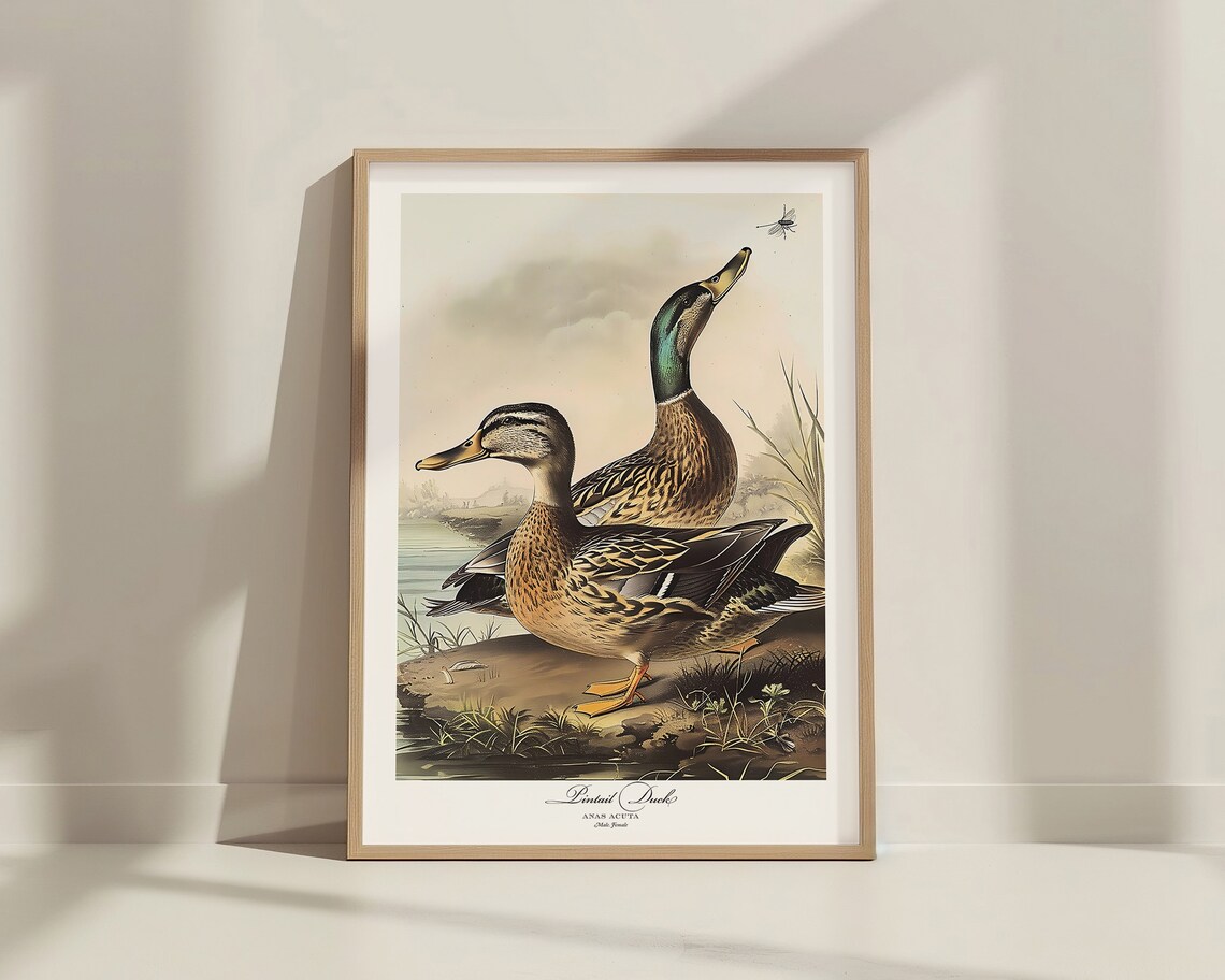Audubon Style Pintail Duck Bird Print Poster - Image 4