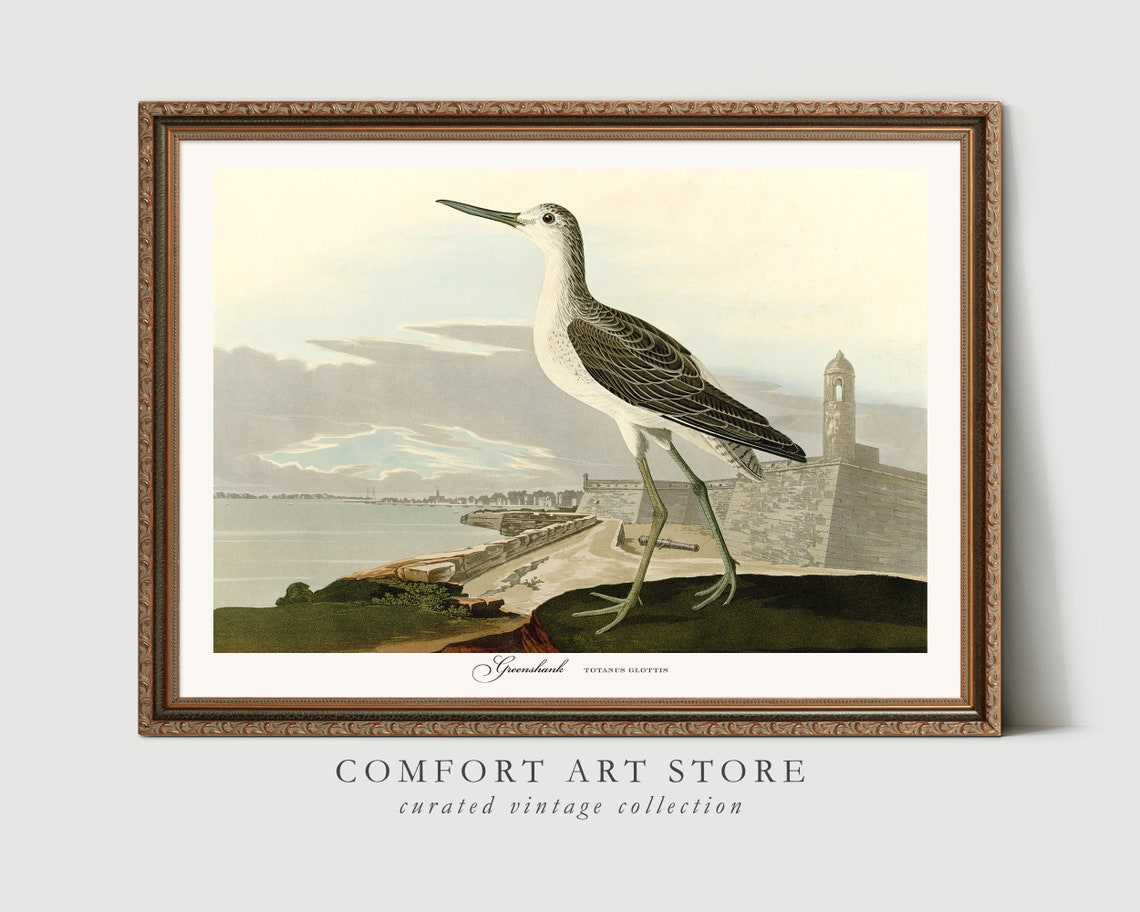 Greenshank Shorebird Vintage Naturalist Bird Plate Style Poster - Image 8