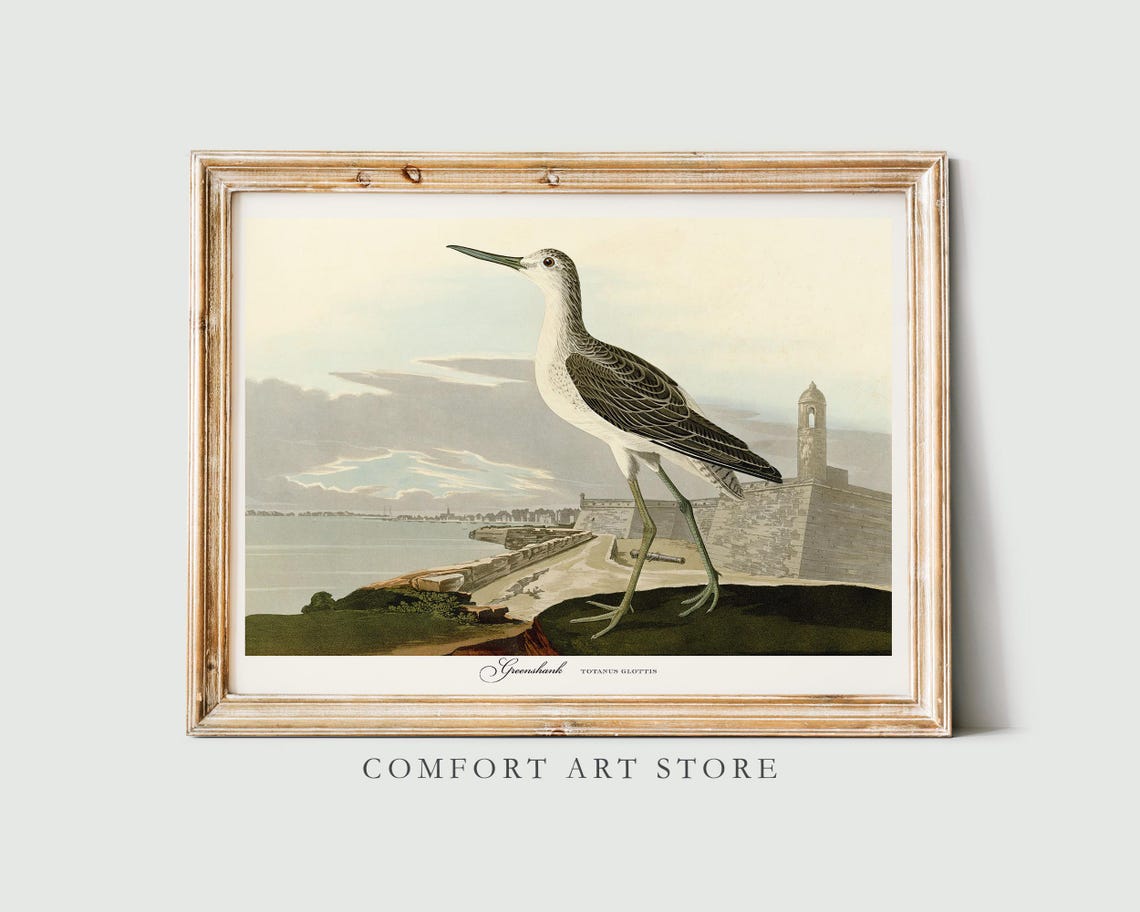 Greenshank Shorebird Vintage Naturalist Bird Plate Style Poster