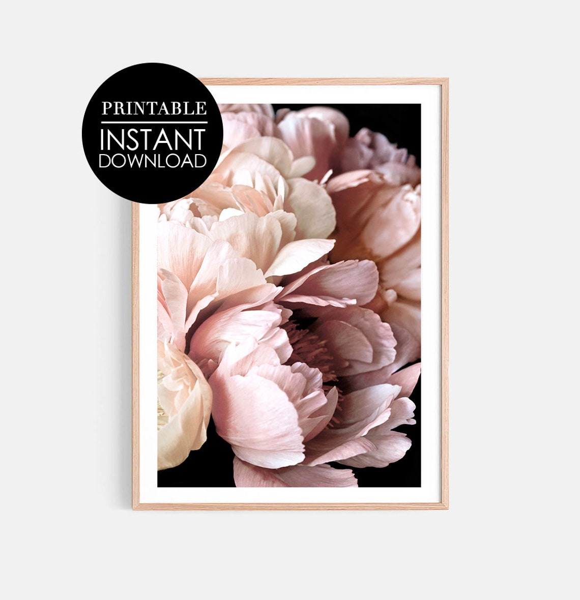 Pink Peonies Close Up Floral Photography Dark Botanical Poster