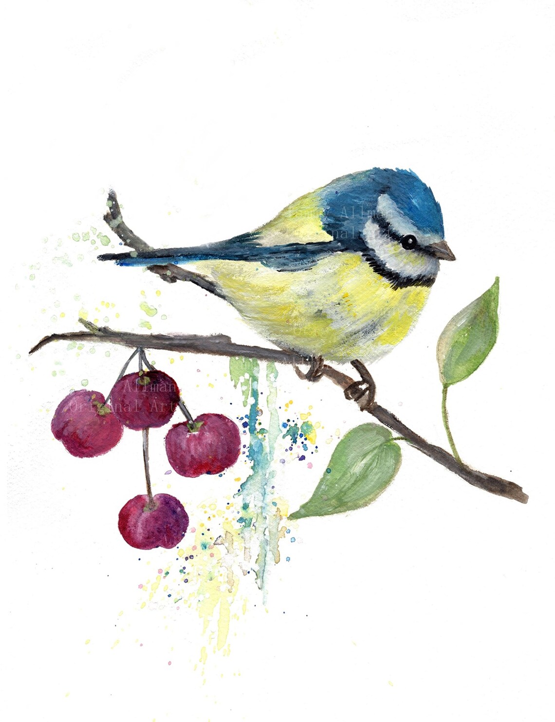 Blue Tit Bird on Ripe Red Cherry Branch Watercolor Bird Art Poster