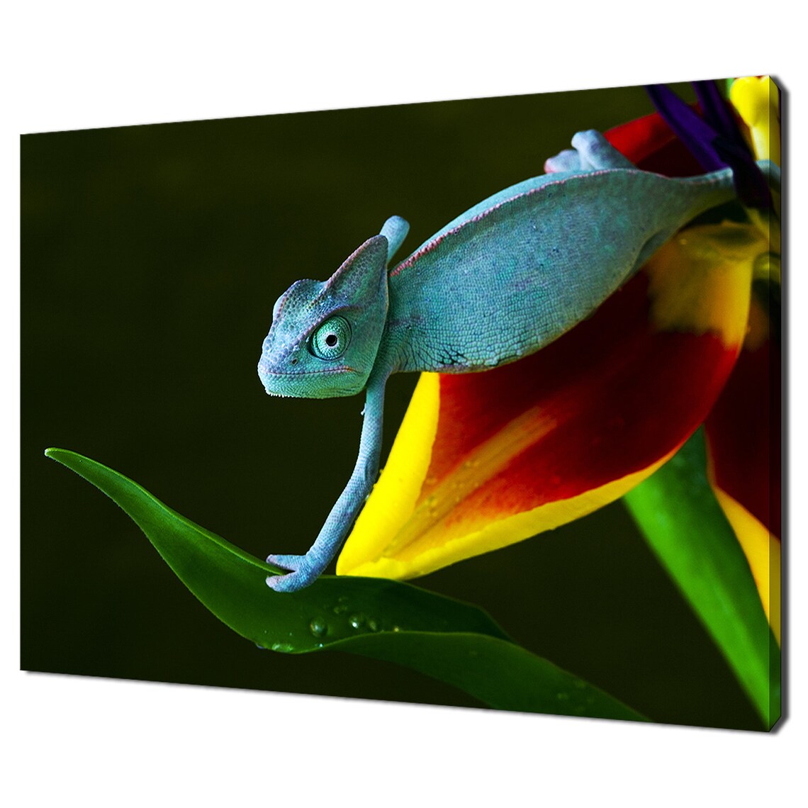 Chameleon Sitting On Tulip Flower, Modern Art Print