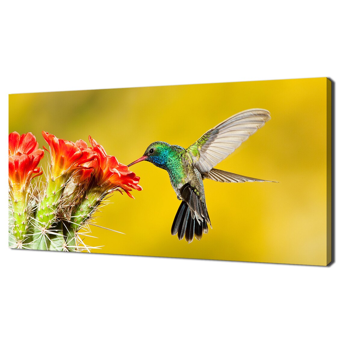 Broad-Billed Hummingbird, Cactus Flower Art Print