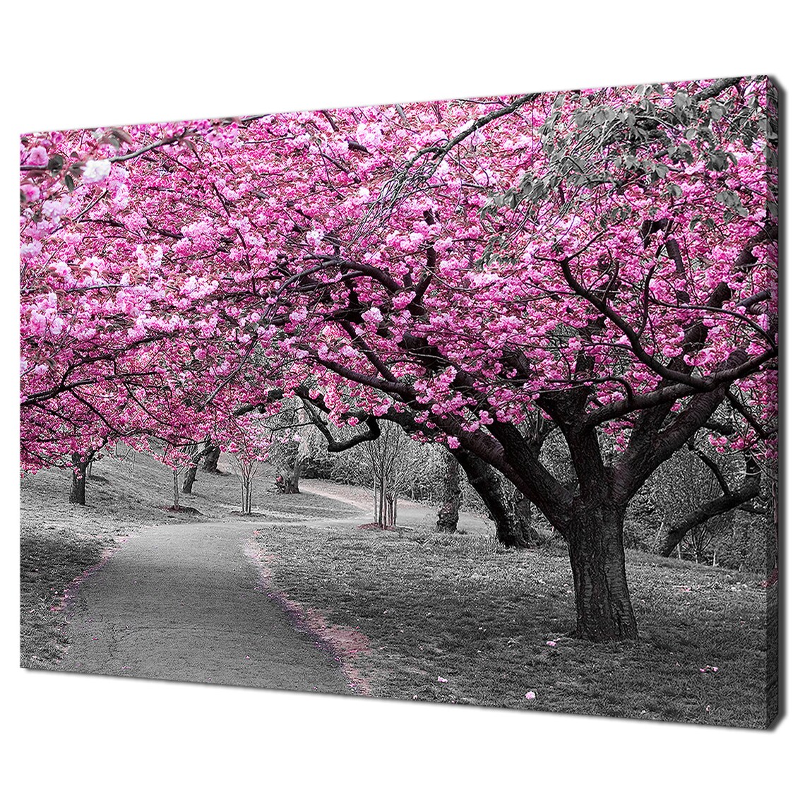 Pink Cherry Blossom Path, Modern Park Art Print